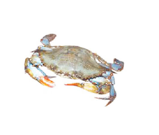 Soft Shell Crab